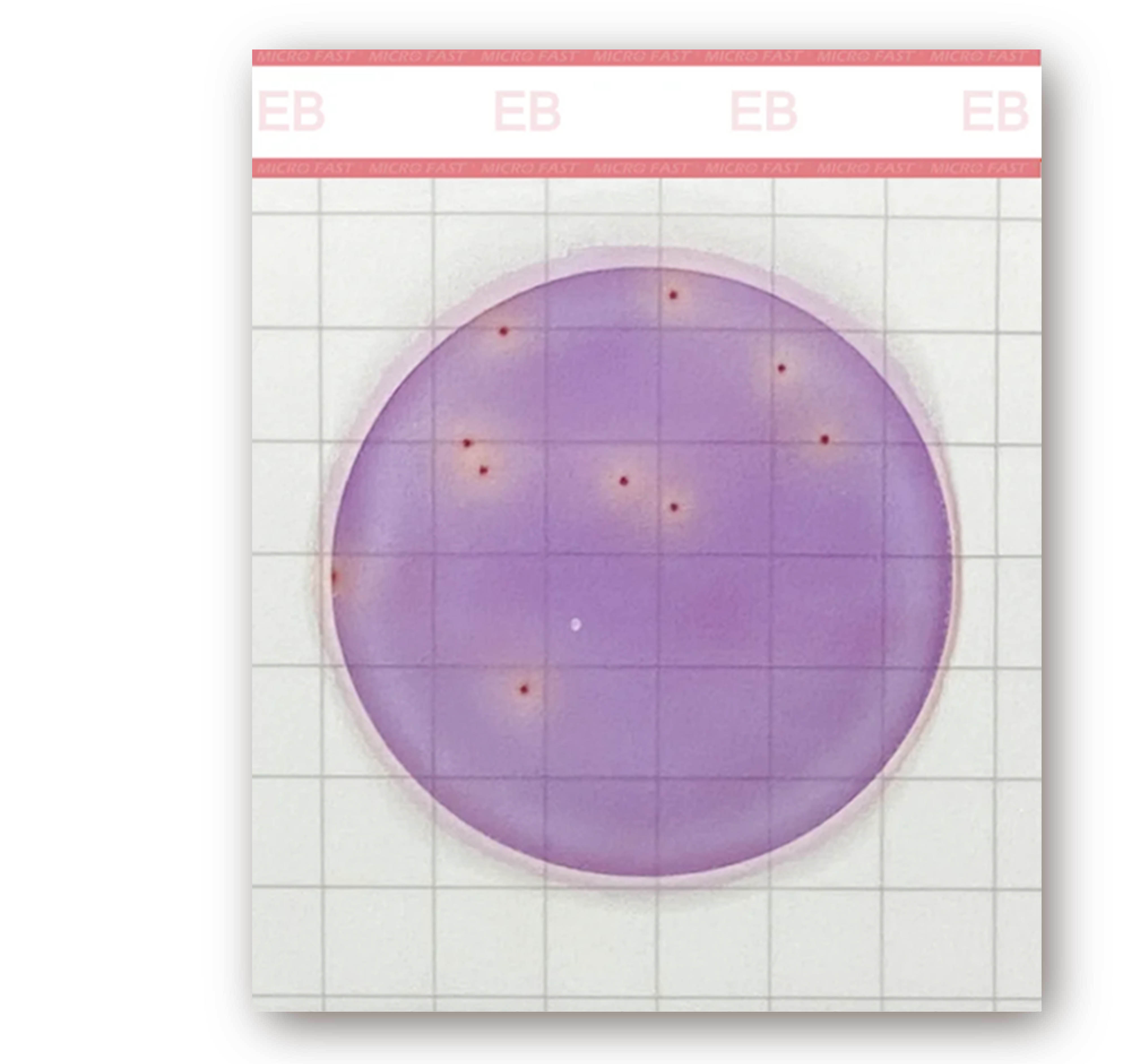 MicroFast EB 腸桿菌科檢測片 Enterobacteriaceae Count Plate