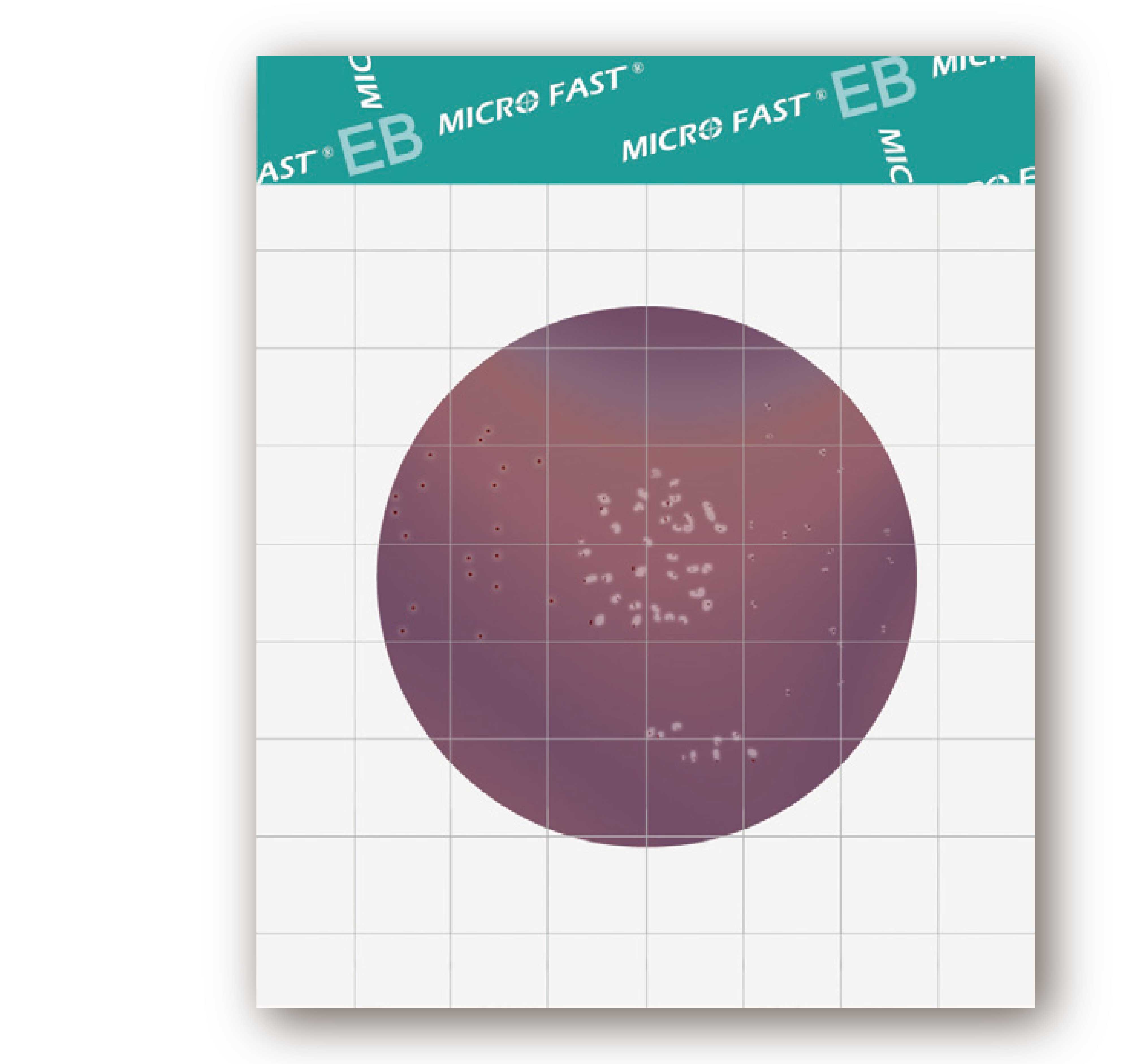 MicroFast EB 腸桿菌科檢測片 Enterobacteriaceae Count Plate