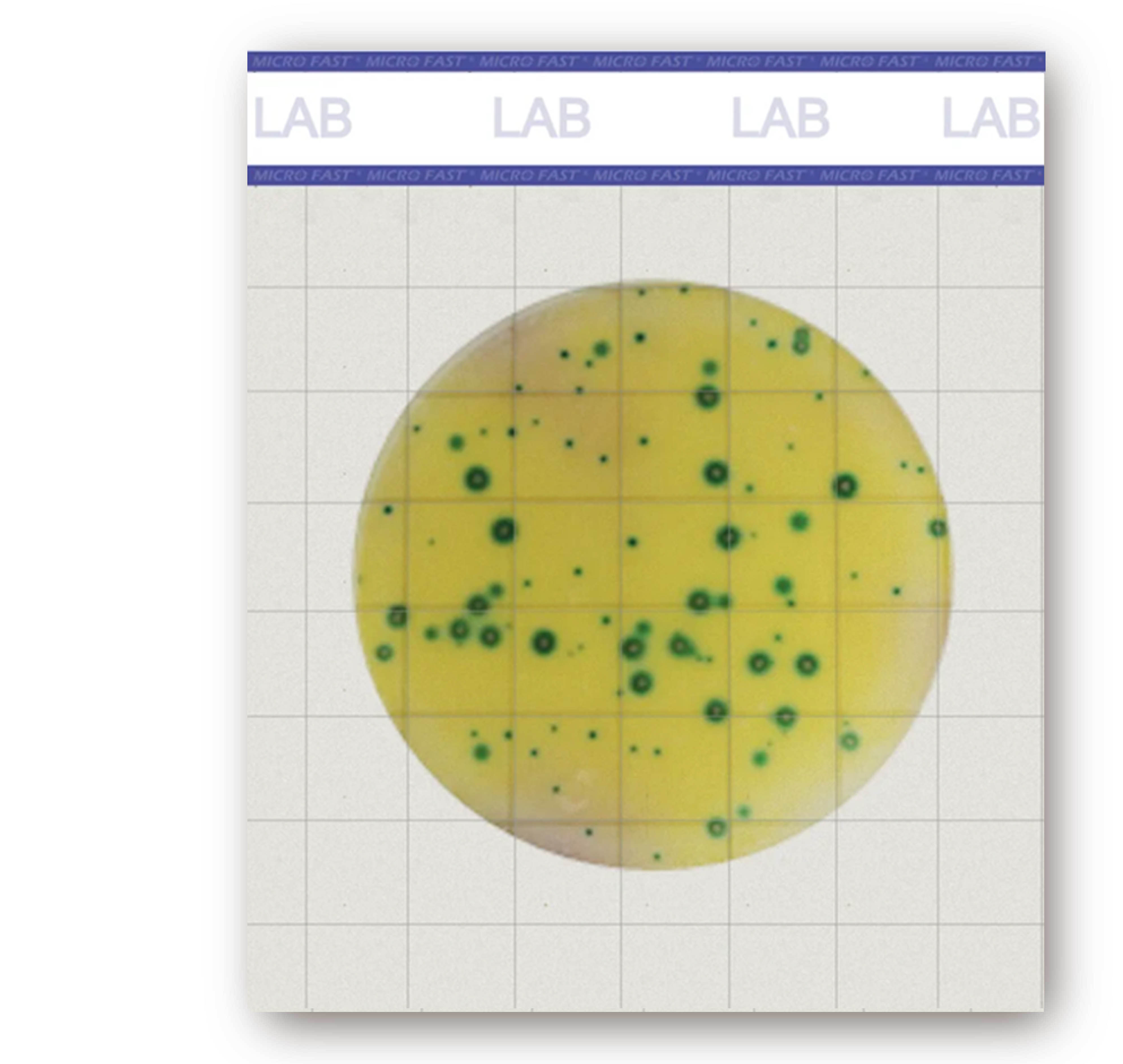 MicroFast  AC 總生菌數檢測片 Aerobic Plate Count