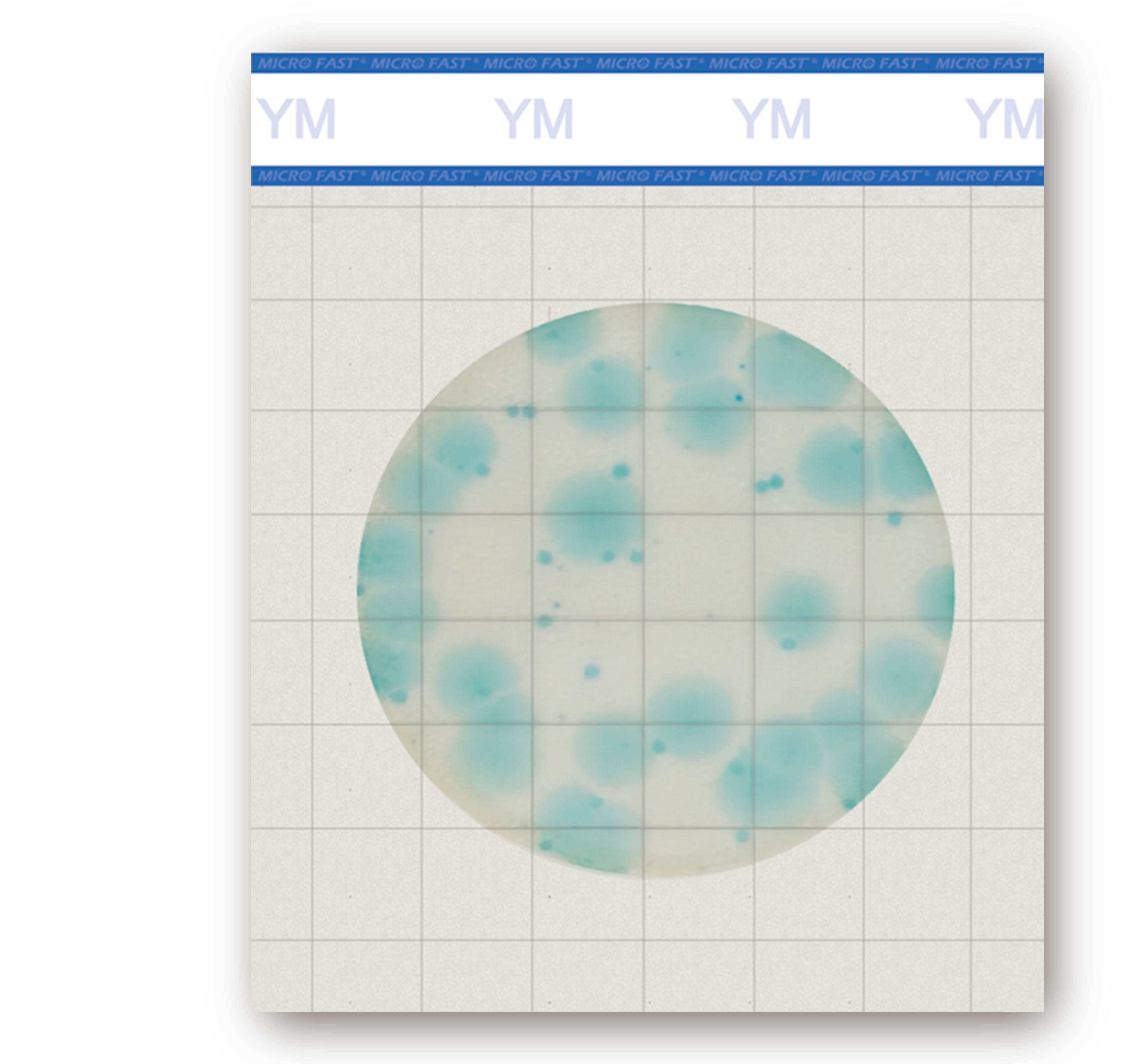 MicroFast YM 黴菌/酵母菌檢測片 Yeast & Mold Count Plate
